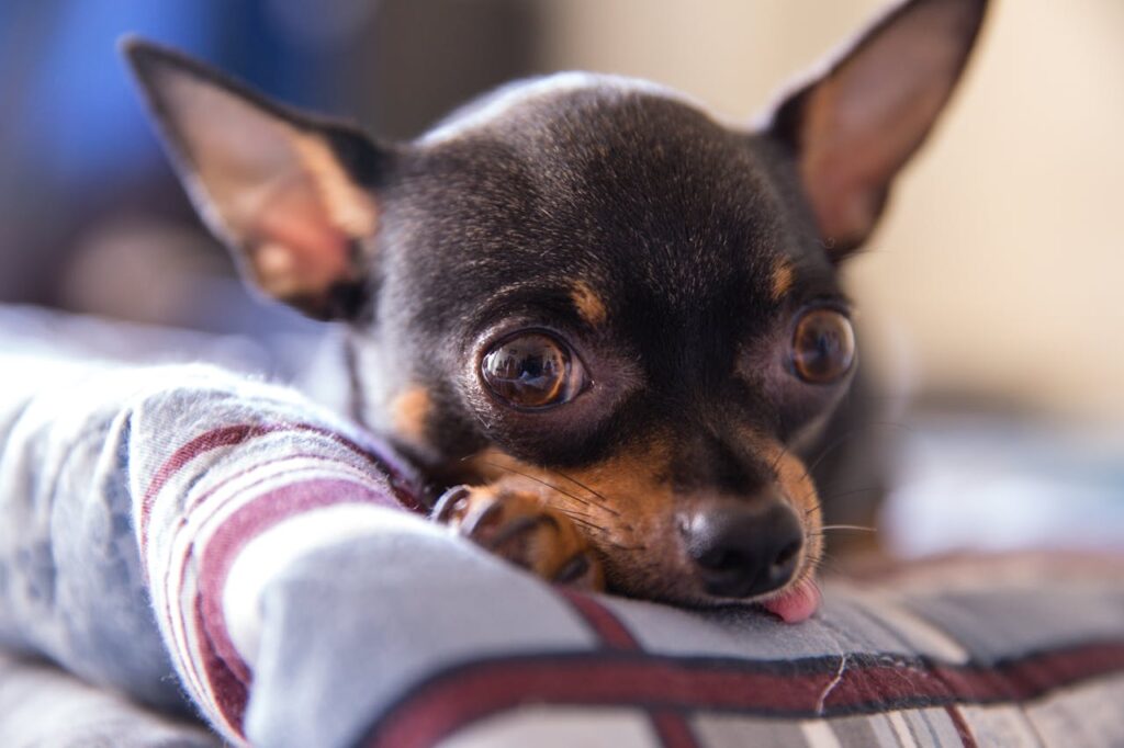 Close-up of a cute black Chihuahua with expressive eyes resting indoors.