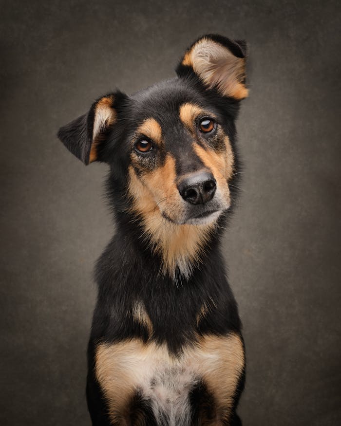 Studio portrait of a cute black and brown dog with a curious expression.